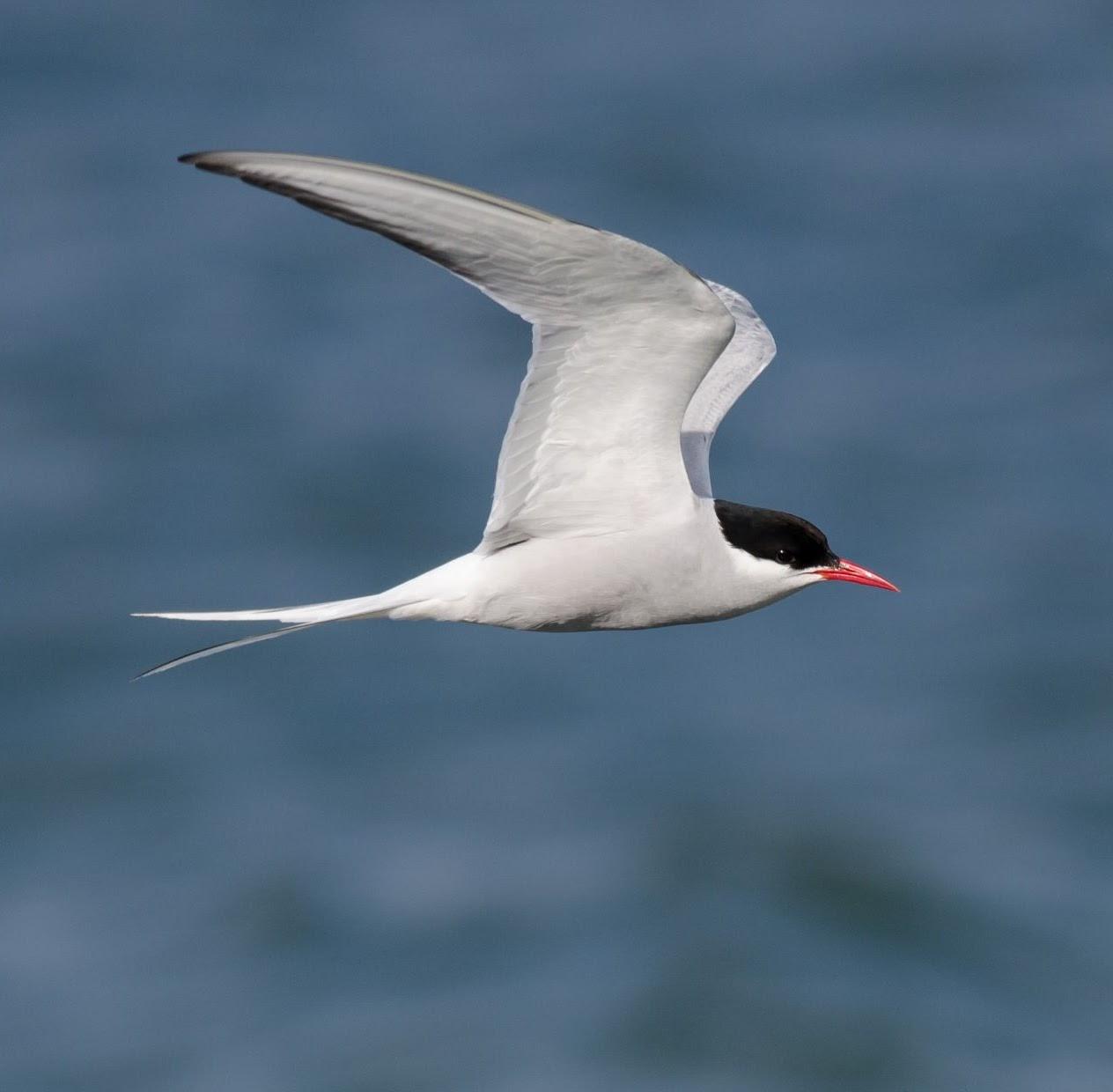 Photo of Arctic Tern